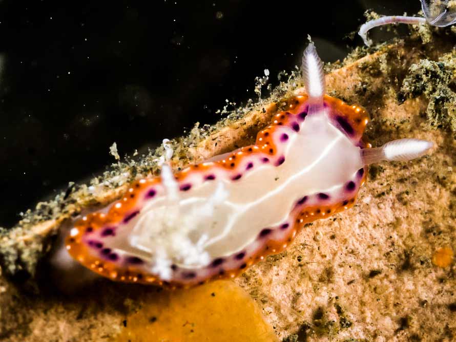 Goniobranchus setoensis